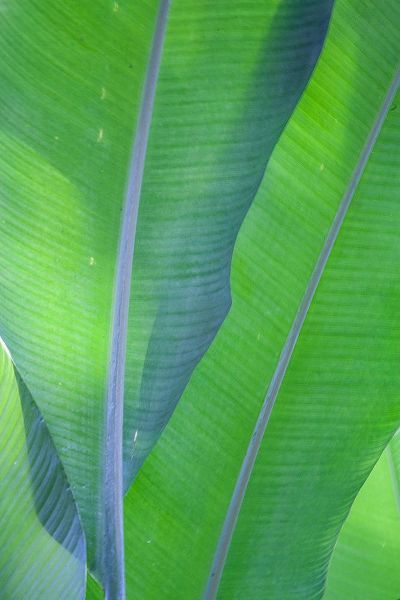Hawaii-Kauai-Banana leaves